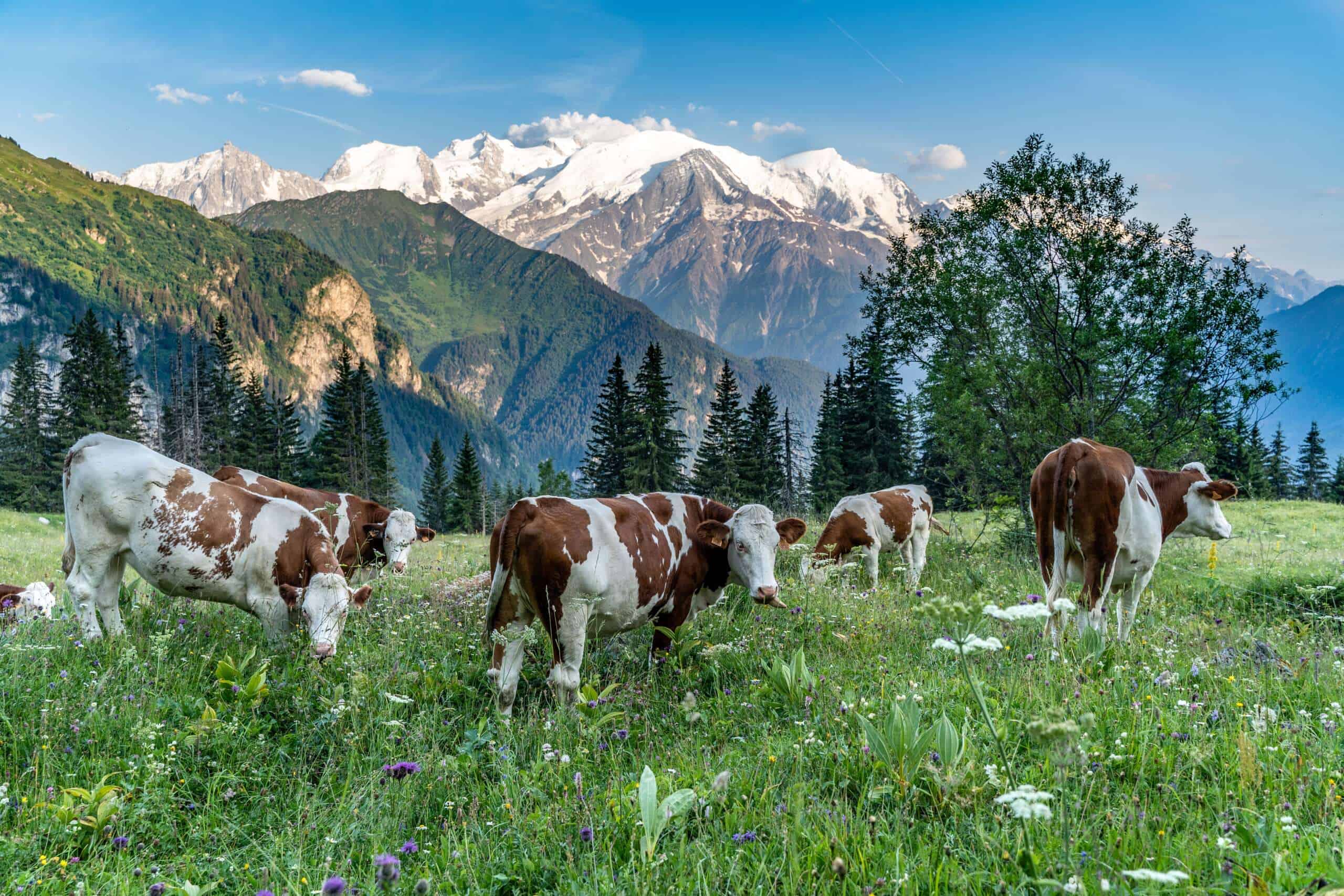Vaches dans un paysage alpin verdoyant