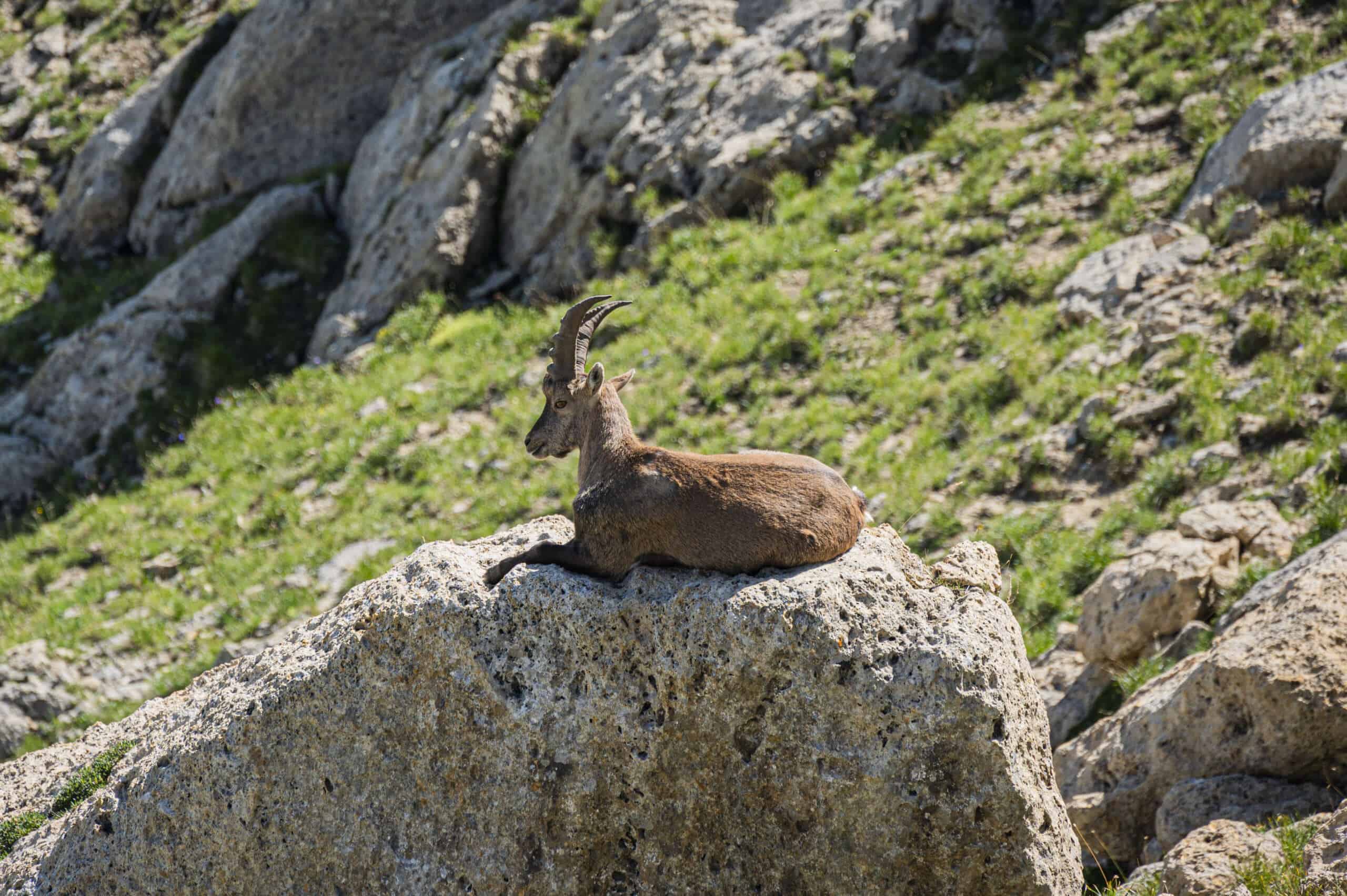 Flocon Vert - Chamois sur rocher