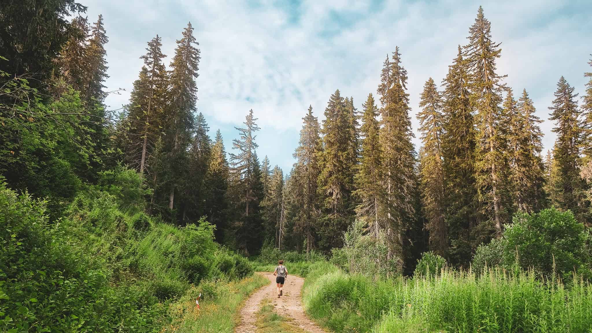 Forêt dense et sentier de randonnée en nature | Flocon Vert