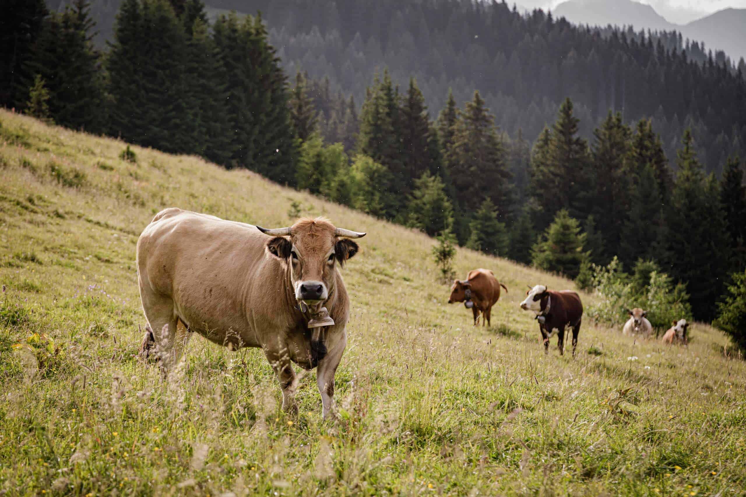 Vaches dans un paysage montagnard verdoyant