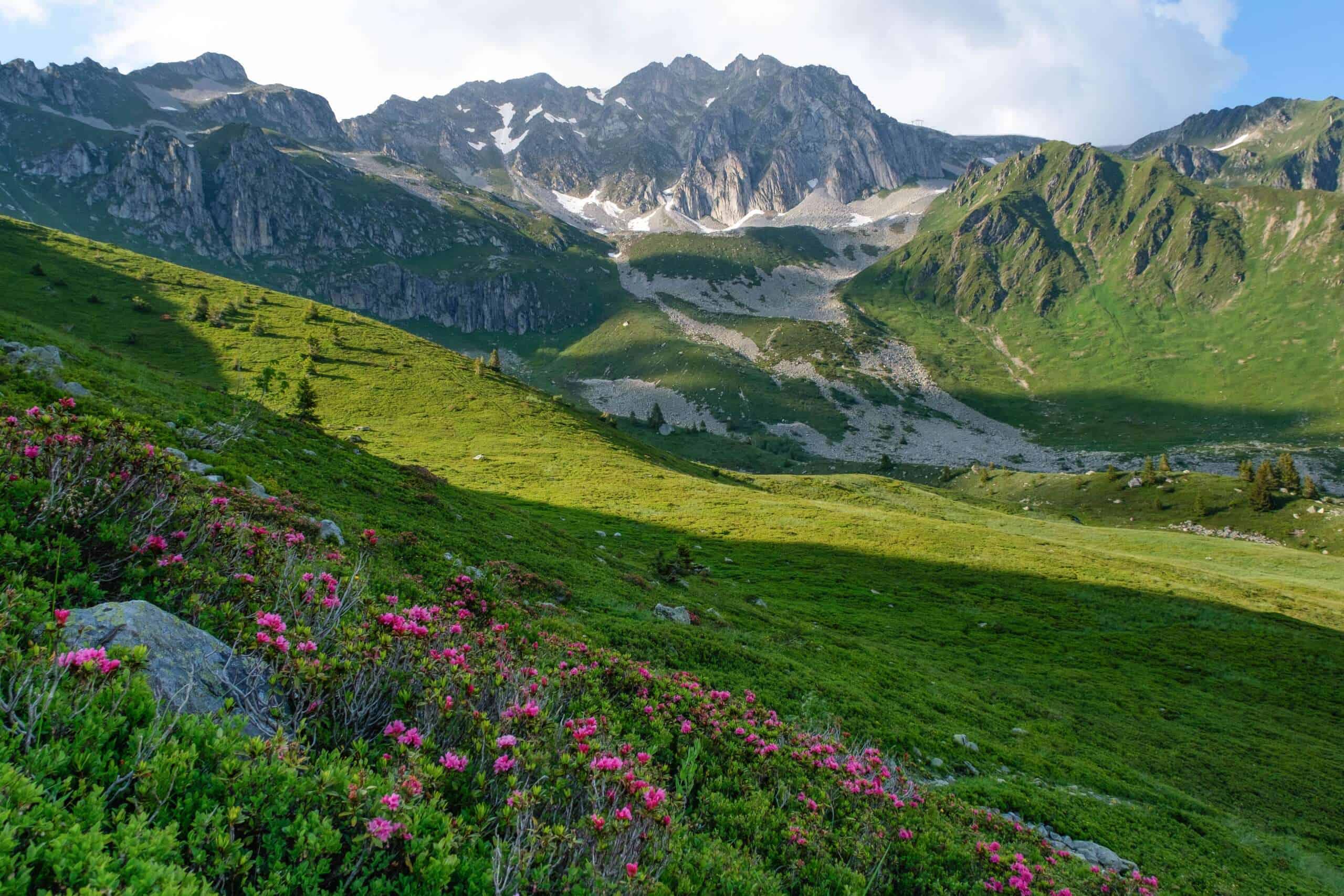 Montagnes et fleurs alpines