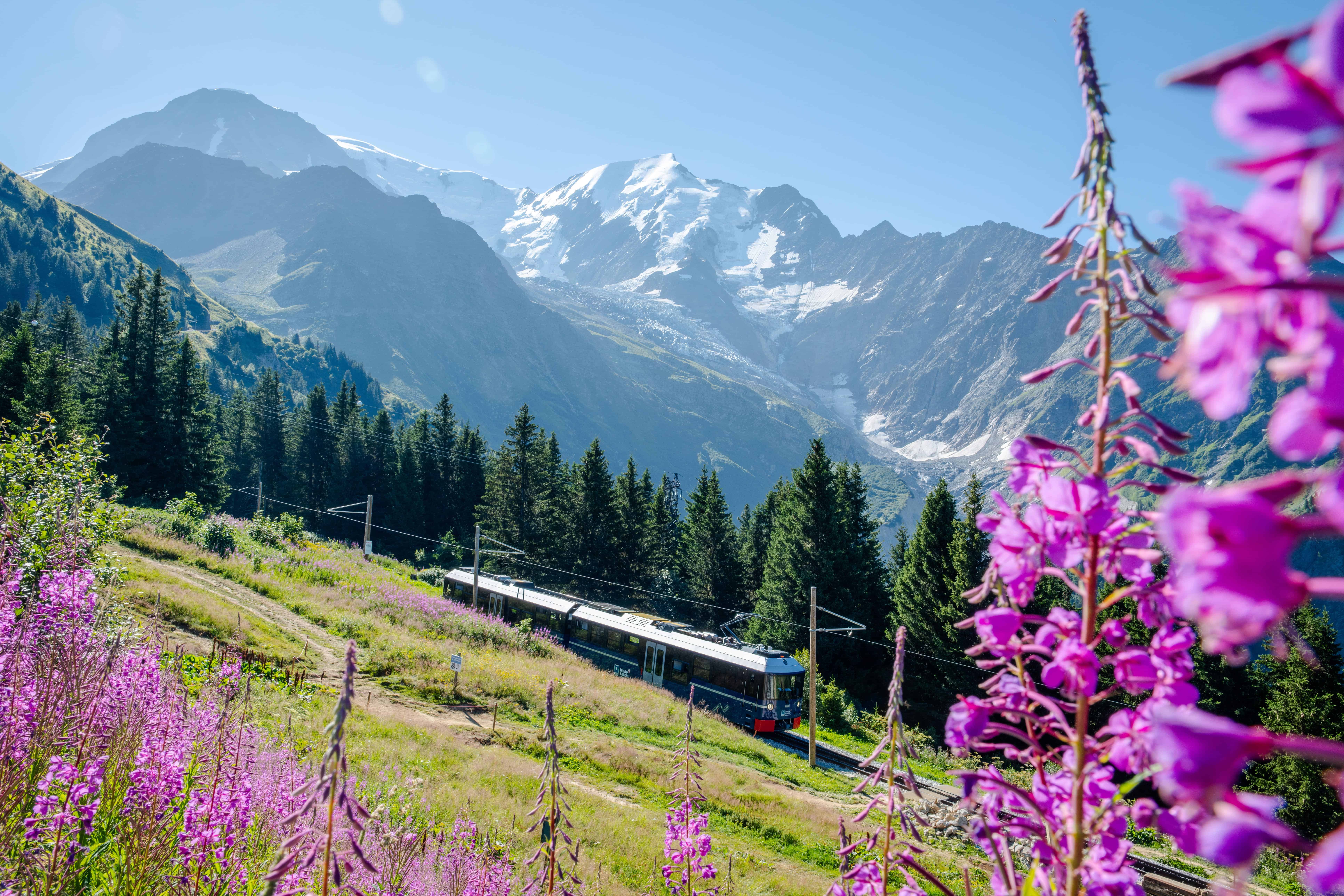 Montagnes et fleurs alpines en Suisse
